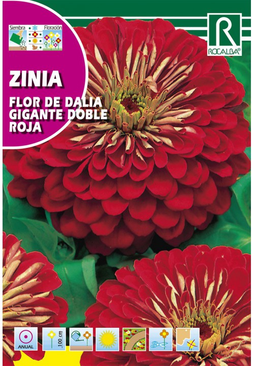 Zinia flor de dalia gigante doble roja - Fitopal